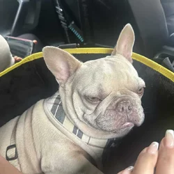French Bulldog