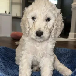 8 wk old Christmas Doodles!!