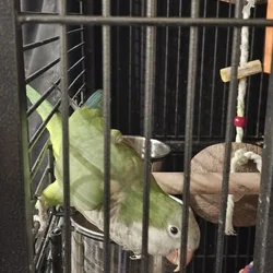 Green quaqer parrot