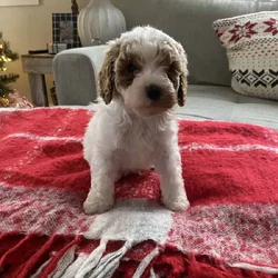 Cavapoo for sale