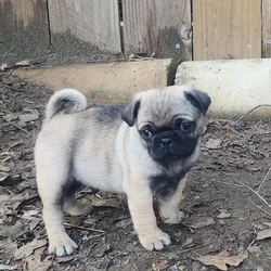 Pug puppy