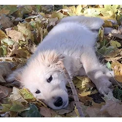 Goberian Dogs and Puppies for Adoption