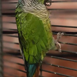 Gus the Conure