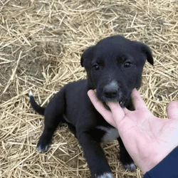 German Shepherd Mix Puppies