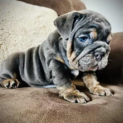 English Bulldog Puppy