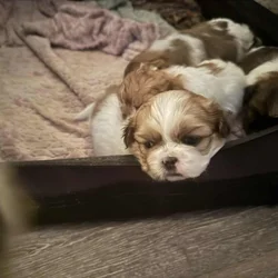 Shih Tzu pups