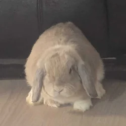 Holland male bunny