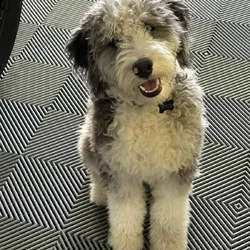 Selling our 2 year old dog