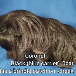 Long haired guineapigs
