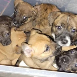 Belgian Malinois mix puppies