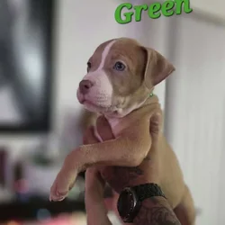 Male pitbull puppies