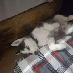 Looking for a short hair light blue eyed husky pup