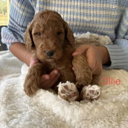 GORGEOUS GOLDENDOODLE PUPPIES!