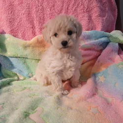Toy Poodle