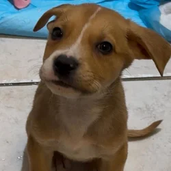 Nine Six Week Old Puppies Bundles of Joy!