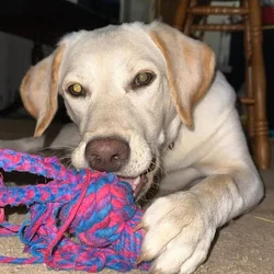 Husky lab retriever