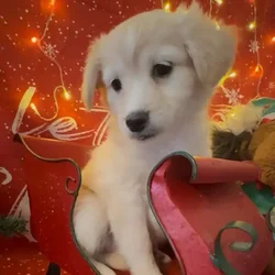 Miniature Golden Retriever Puppy