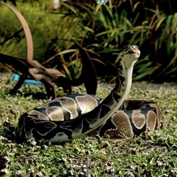 Adopt a ball python