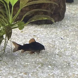 Black Venezuelan Cory’s