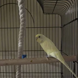Parakeets For Sale 30 a Piece