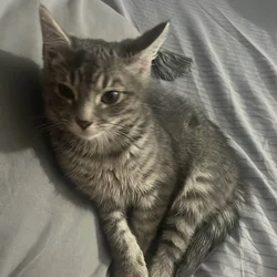 Kitten for sale