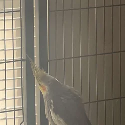 cockatiel