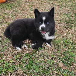 Aveline the Pomsky