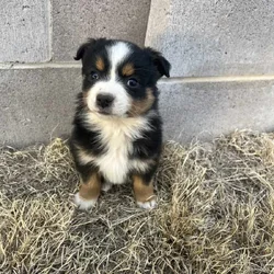 Miniature Australian shepherds