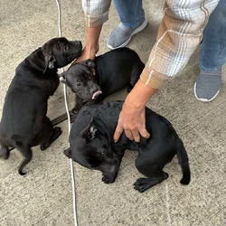 3 Bully Pups 3 Months old 1 girl 2 boys