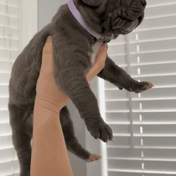 Great Dane European puppies