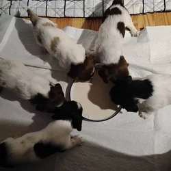Piebald Dachshund puppies