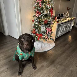 Chocolate Labrador