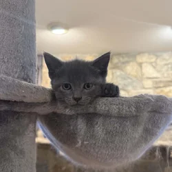 Russian Blue Kittens