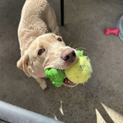 Free Six Month Old Female American Labrador Puppy