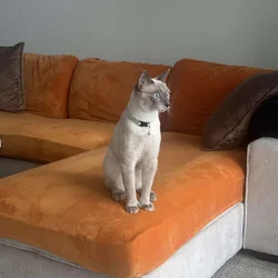 Blue Point Siamese for sale