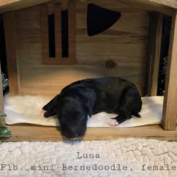 Mini Bernedoodle - Luna