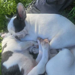 Frenchton