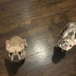 Frenchies
