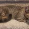 Thumbnail 13