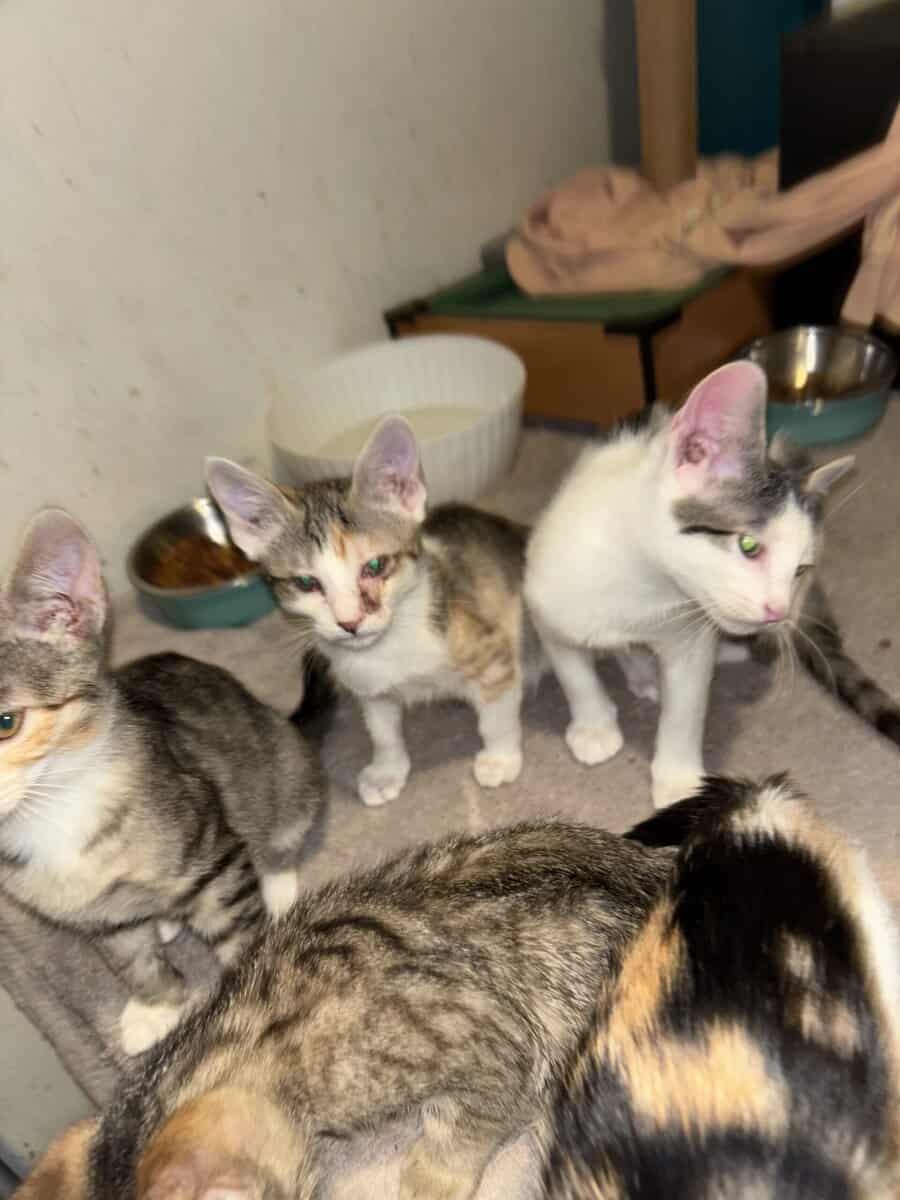 Kittens looking for good safe homes 150$ image 6