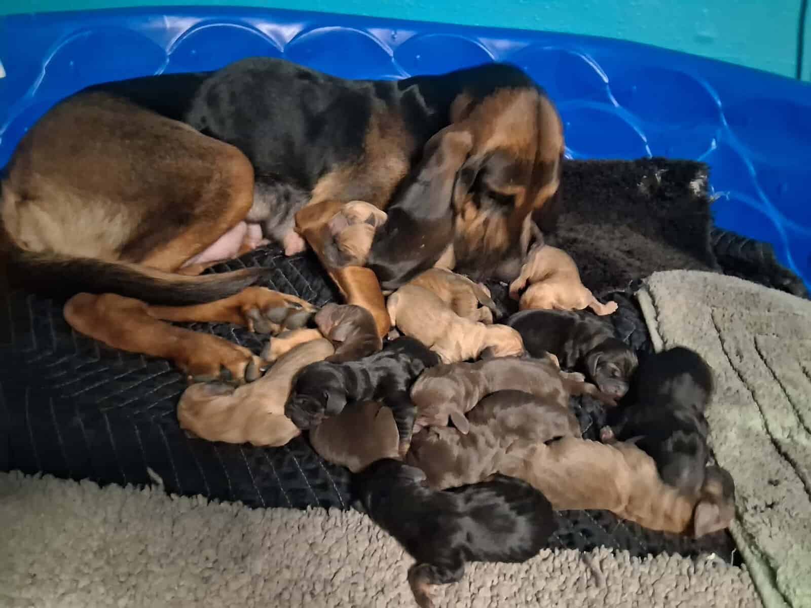 AKC/CKC Bloodhound Puppies image 1