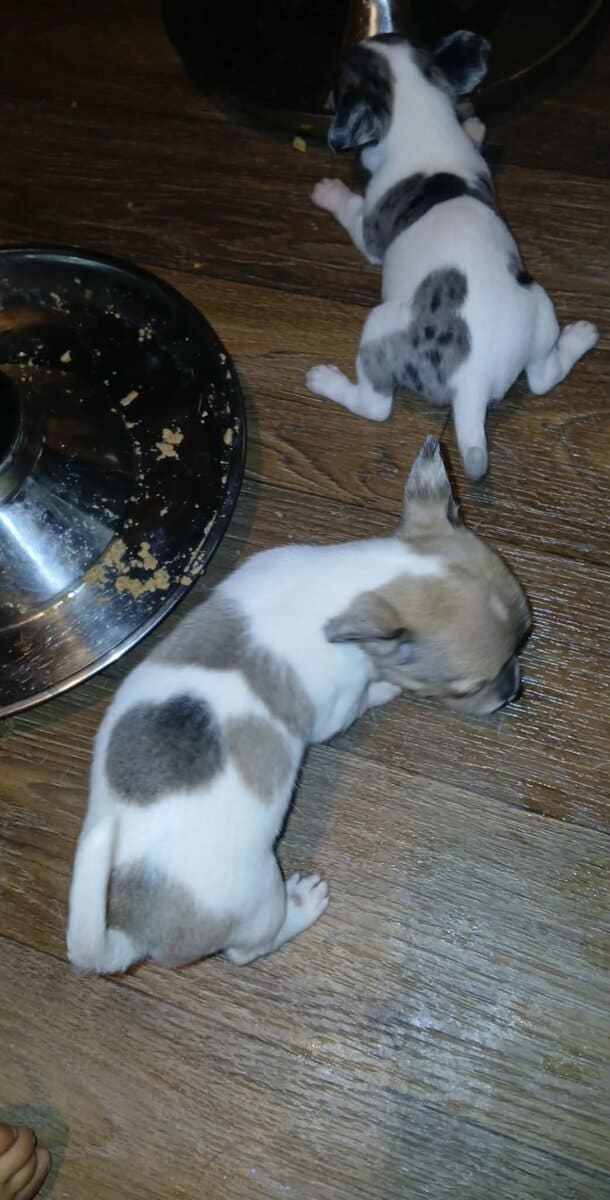 Stunning different colors merle piebald male chihu image 20