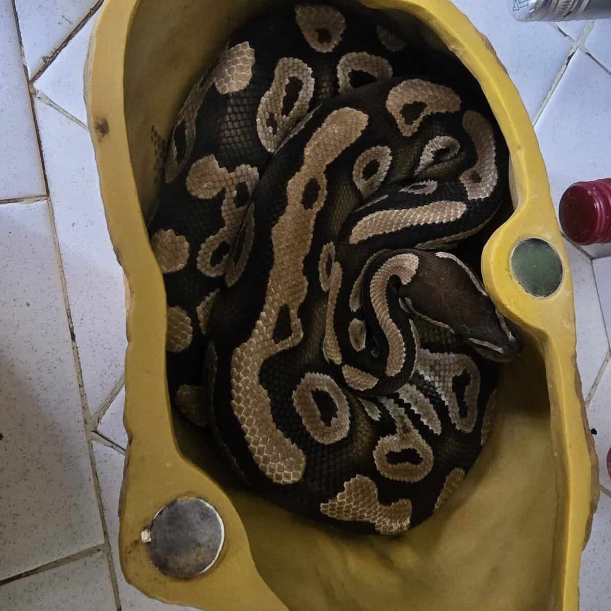 Ball Python needs good home image 2