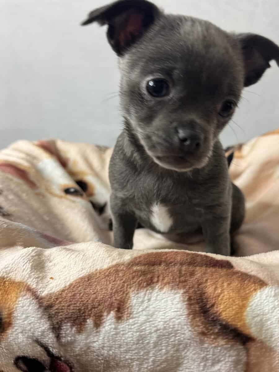 Applehead Chihuahuas purebred image 9