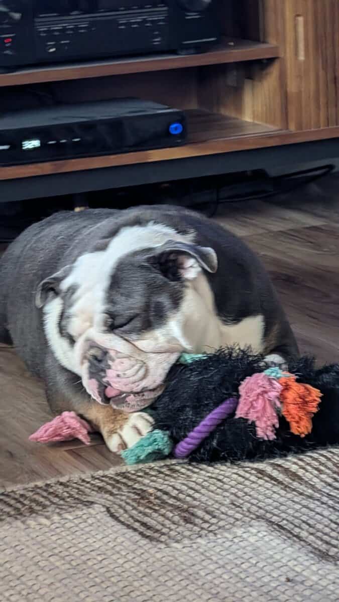 Loveable English Bulldog Companion image 2