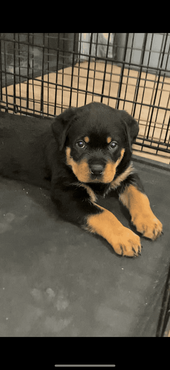 Rottweiler Puppies image 2