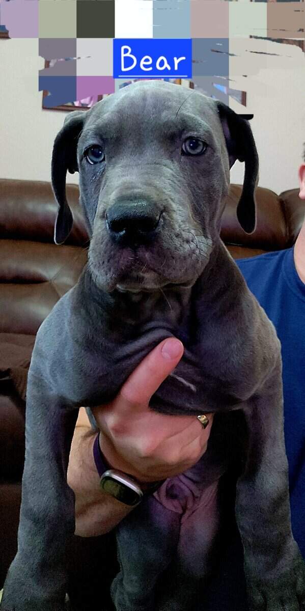 3 male DaneBull puppies need homes image 3