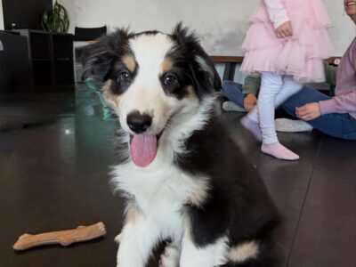 Purebred Australian Shepherd Puppies