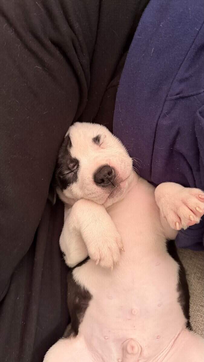 Pit bull puppies for sale!!! image 11