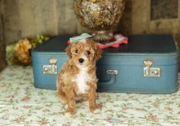 Mini labradoodle female puppy in Indiana (Caroline